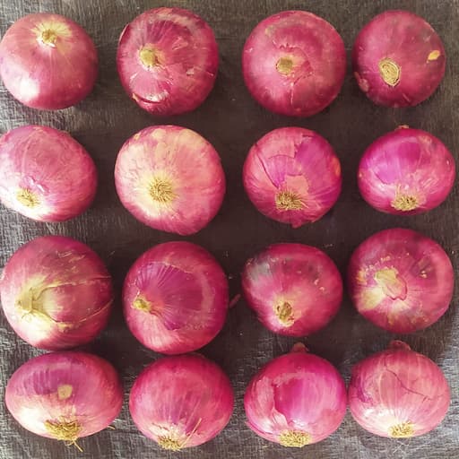 Bhima Variety Standard Onion