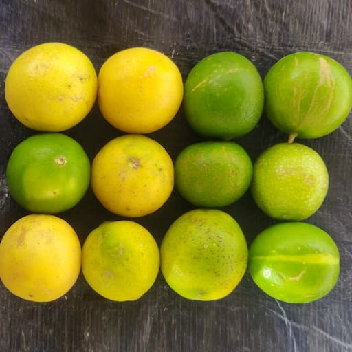 Lemon Fizzy Variety - No grade 